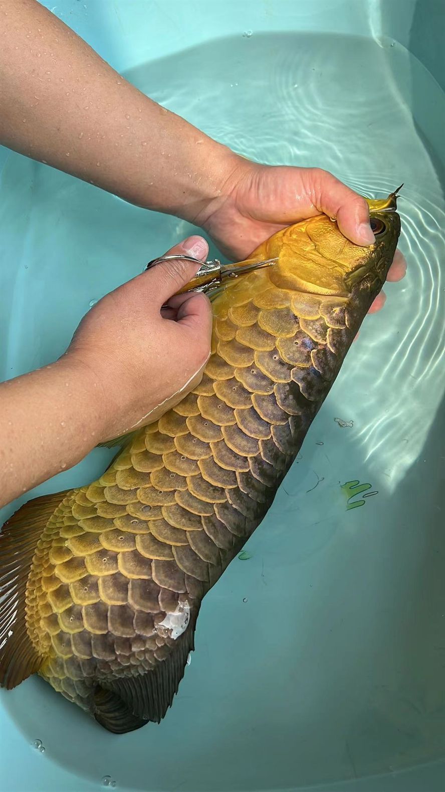 龍魚血統很重要 龍魚論壇 第4張 龍魚血統很重要 龍魚血統很重要 龍魚論壇 第4張