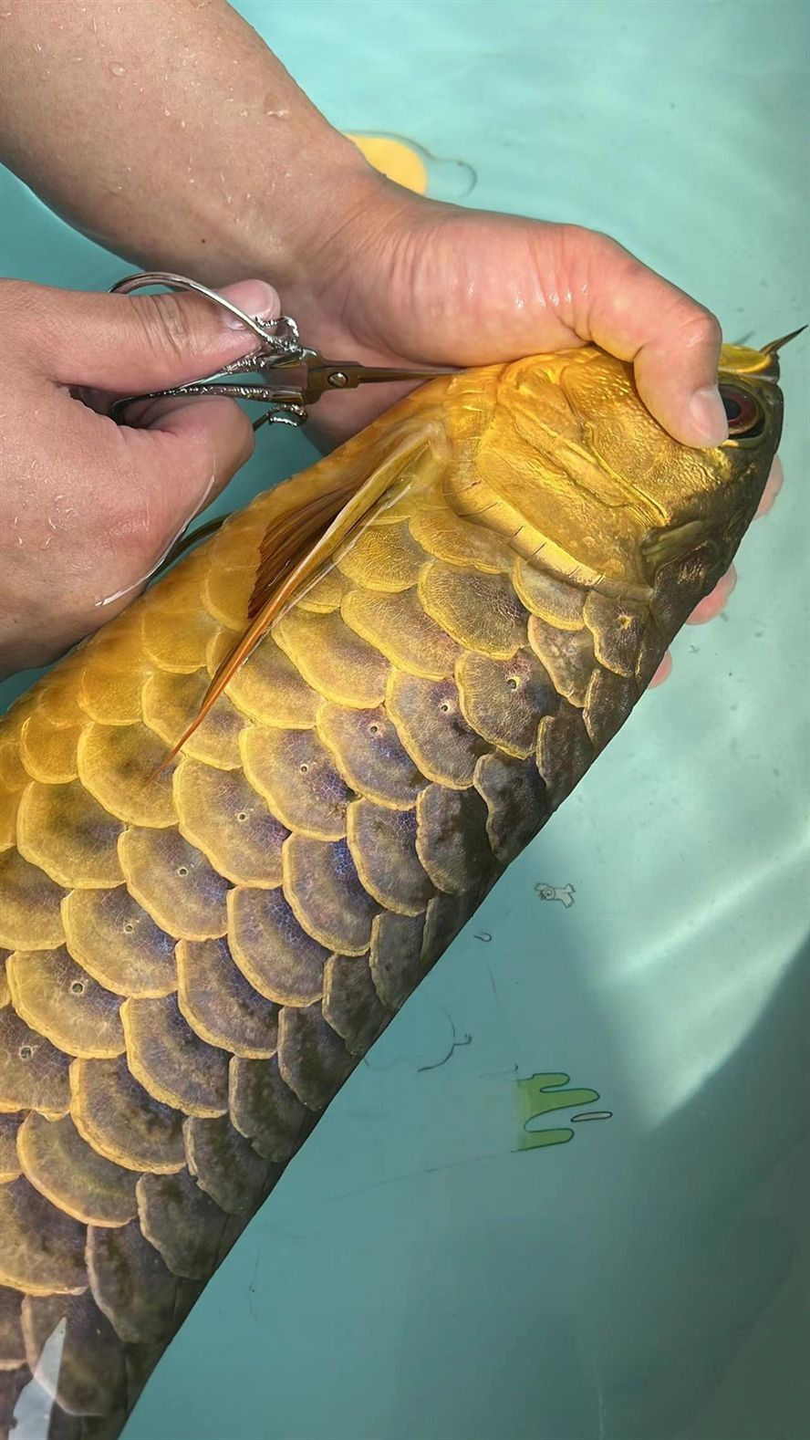 龍魚血統很重要 龍魚論壇 第5張 龍魚血統很重要 龍魚血統很重要 龍魚論壇 第5張