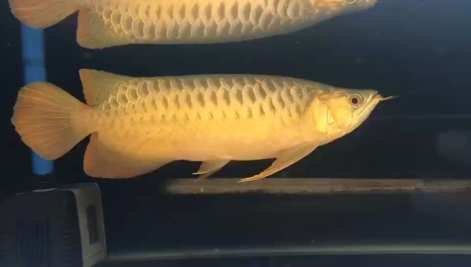 先形后色
