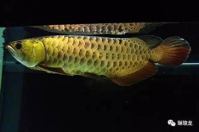 龍魚(yú)得了水霉病怎么治療vs祥龍魚(yú)場(chǎng)：龍魚(yú)得了水霉病怎么辦