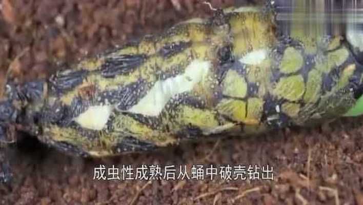 蝴蝶春夏秋冬的成長過程（蝴蝶幼蟲如何蛻變成蛹）