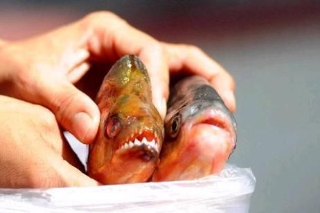 虎魚食用Hikari飼料的長期效果，虎魚食用hikari飼料對虎魚的生長和健康有顯著影響