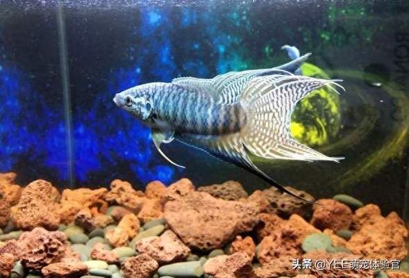伊罕加熱棒要全部放入水中嗎（伊罕加熱棒要全部放入水中嗎為什么）