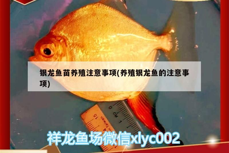 銀龍魚苗養殖注意事項(養殖銀龍魚的注意事項)