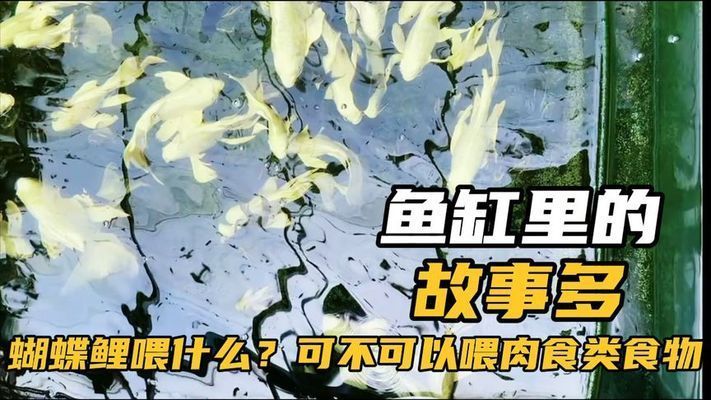 普直蝴蝶鯉最忌三種食物（普直蝴蝶鯉在飼養(yǎng)過程中需特別注意三種食物禁忌）