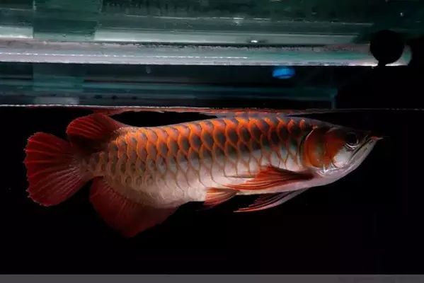 龍魚吃了異物怎么辦vs祥龍魚場(chǎng)：龍魚吃了異物怎么辦，祥龍魚場(chǎng)的龍魚品種介紹