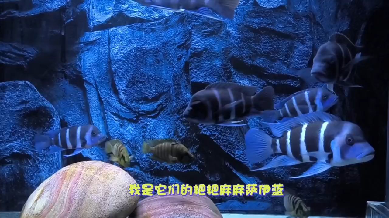 薩伊藍一家親