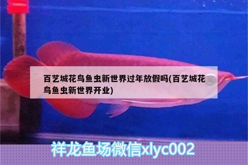 百藝城花鳥魚蟲新世界過年放假嗎(百藝城花鳥魚蟲新世界開業)