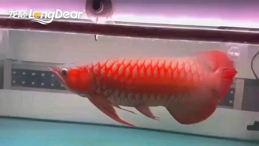 轉發639