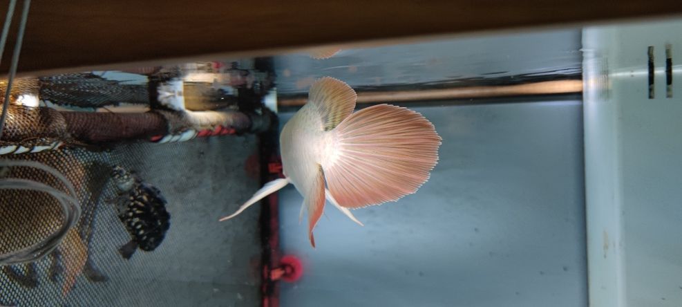 柯橋哪里有賣魚缸的 柯橋賣魚缸在哪里