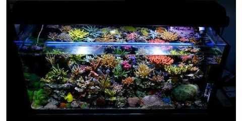 觀賞魚連鎖店排名榜前十（上海市觀賞魚連鎖店排名榜前十）