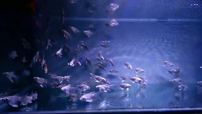 球體蝴蝶鯉魚(yú)苗怎么挑（如何挑選球體蝴蝶鯉魚(yú)苗）
