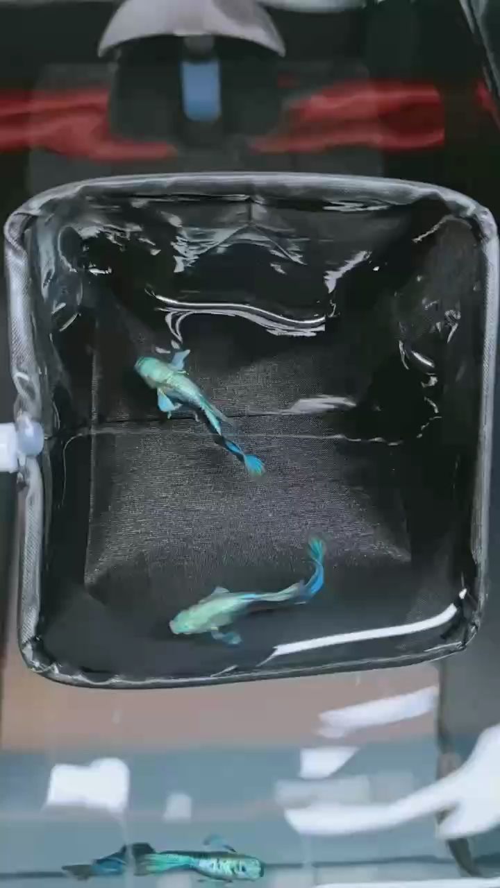 綠金大耳孔雀魚#孔雀魚#高端孔雀魚#極品孔雀魚