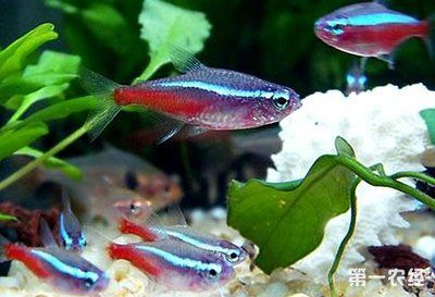 紅綠燈魚的繁殖方法（紅綠燈魚的繁殖方法及注意事項）