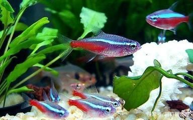 紅綠燈魚的繁殖方法（紅綠燈魚的繁殖方法及注意事項）