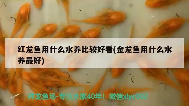 坐北朝南魚缸放在哪個(gè)方位好呢：坐北朝南魚缸放在哪個(gè)方位好呢視頻