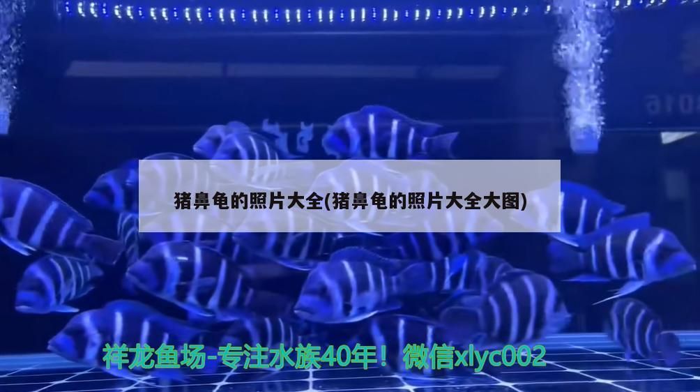 紅龍魚的價(jià)格是多少，紅龍魚七鰭介紹