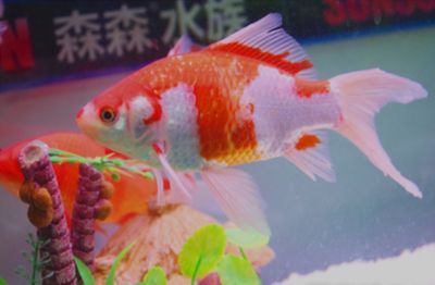 觀賞魚店加盟排行榜前十名有哪些（觀賞魚加盟店如何打造特色觀賞魚店）