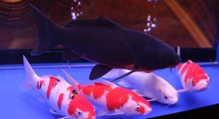 觀賞魚店加盟排行榜前十名有哪些（觀賞魚加盟店如何打造特色觀賞魚店）