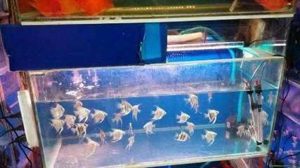 觀賞魚店加盟排行榜前十名有哪些（觀賞魚加盟店如何打造特色觀賞魚店）