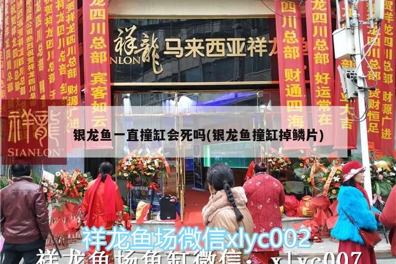 銀龍魚一直撞缸會死嗎(銀龍魚撞缸掉鱗片)