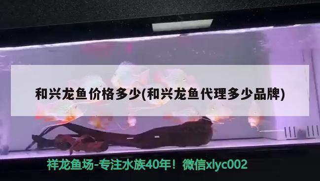 和興龍魚價格多少(和興龍魚代理多少品牌)