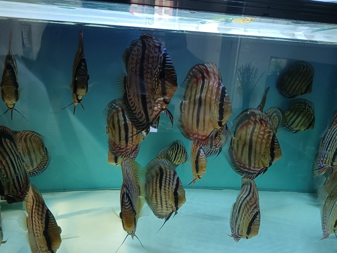 出售野生七彩神仙魚黑格爾，打包一條550
