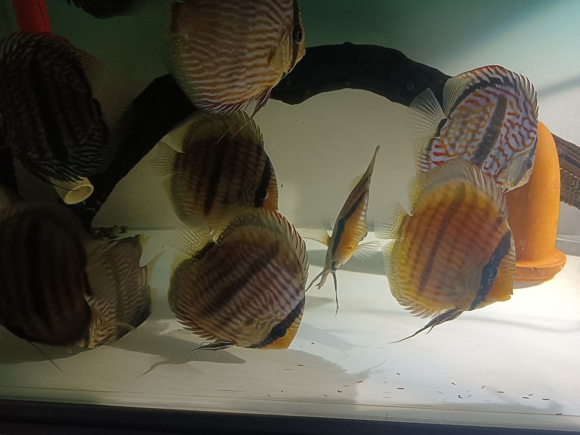 出售野生七彩神仙魚黑格爾，打包一條550