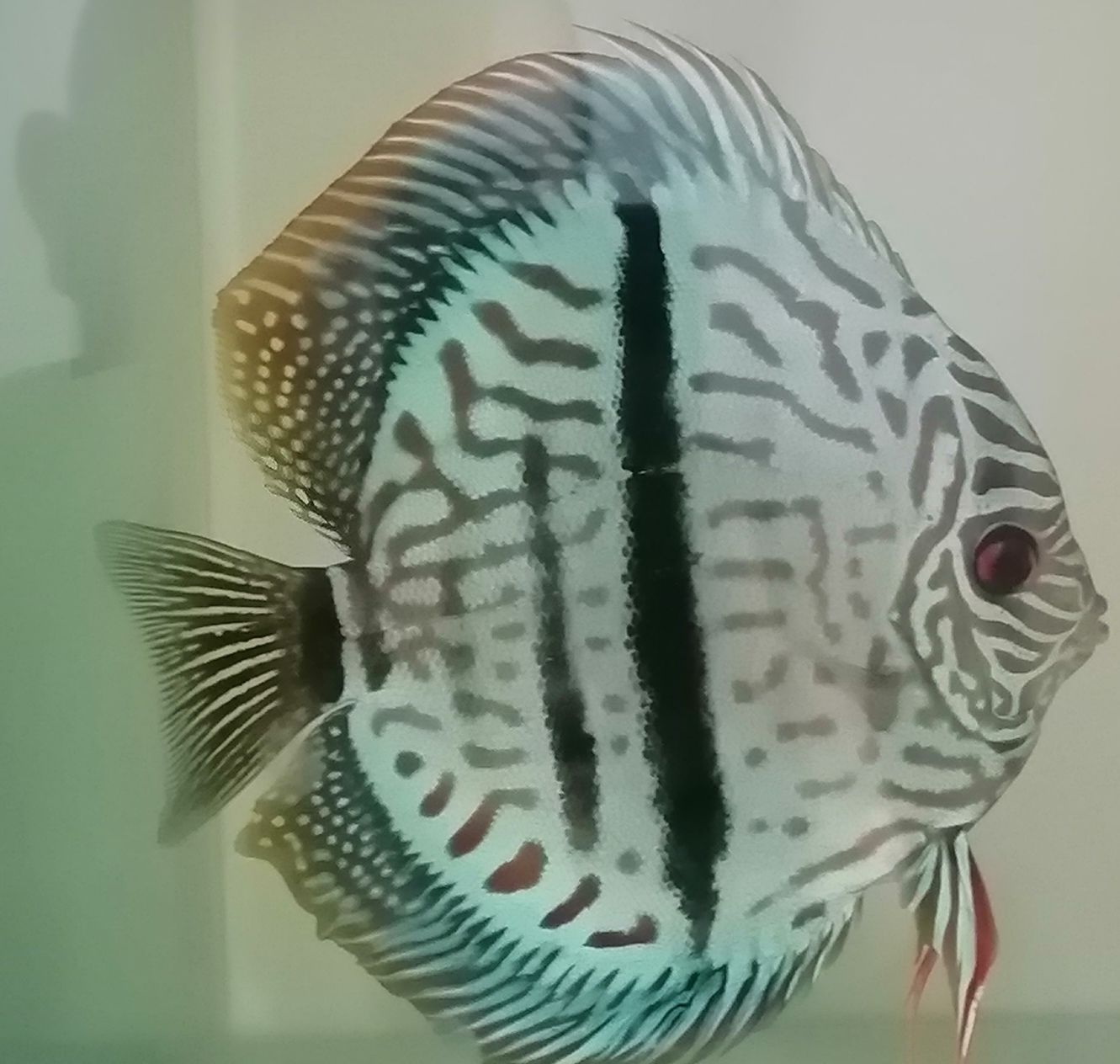 出售野生七彩神仙魚黑格爾，打包一條550