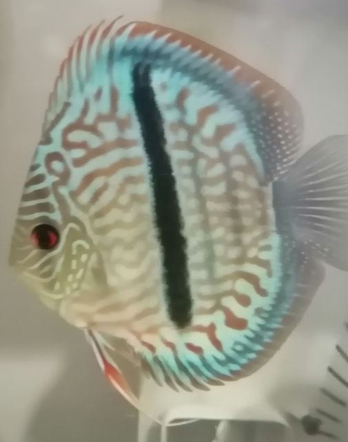 出售野生七彩神仙魚黑格爾，打包一條550