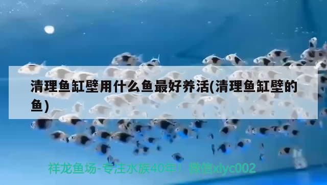 清理魚缸壁用什么魚最好養活(清理魚缸壁的魚)