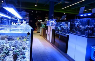 水族館掙錢嗎現(xiàn)在多少錢（開一個水族館需要考慮到哪些因素）