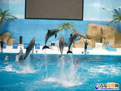 水族館掙錢嗎現(xiàn)在多少錢（開一個水族館需要考慮到哪些因素）