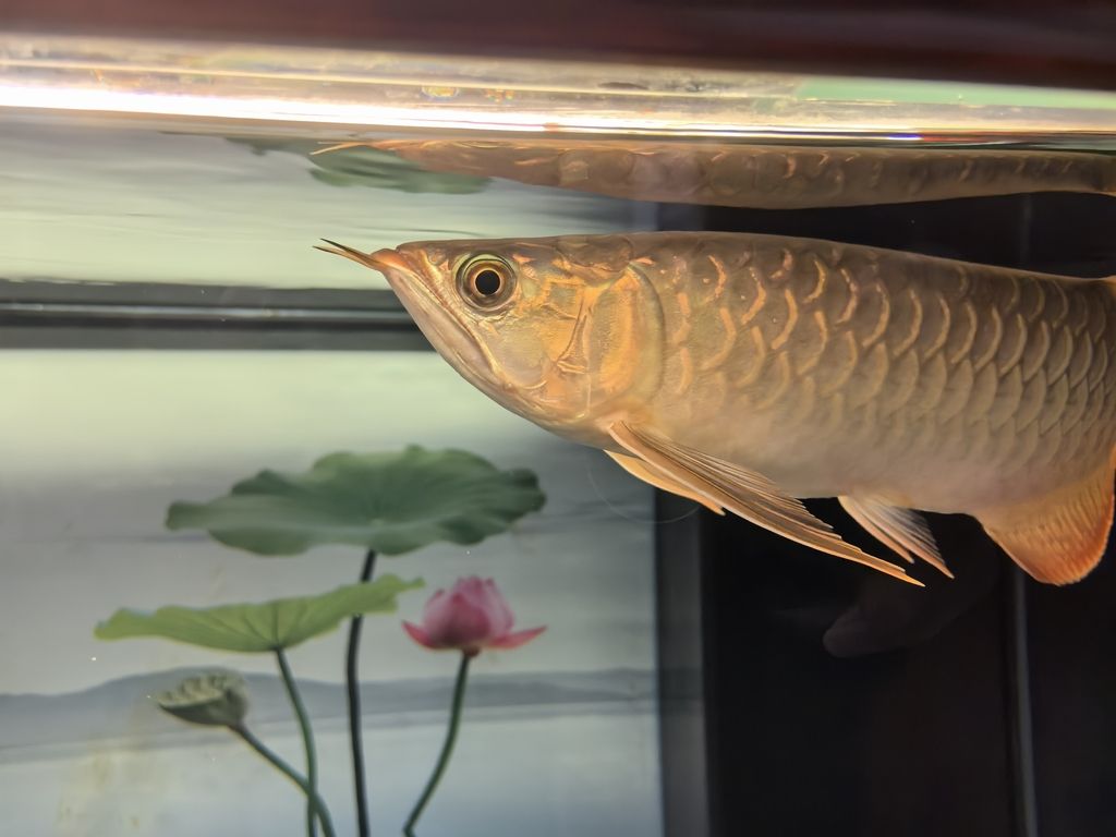 魚友們新年快樂！