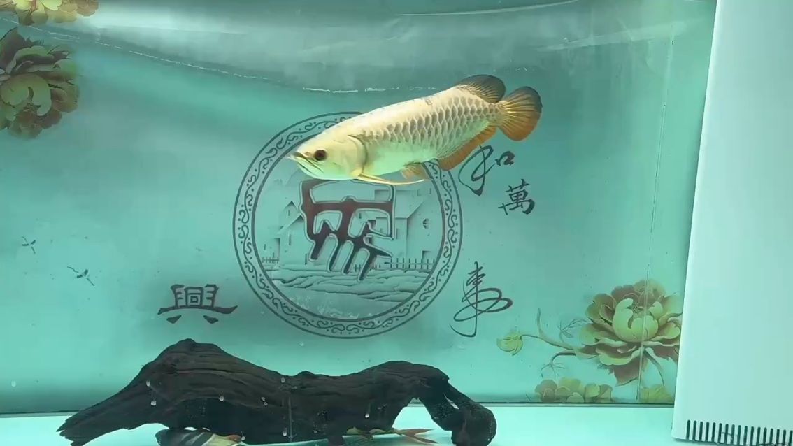 鸚鵡魚和銀龍魚混養(yǎng)怎樣喂食 2025 看會 龍魚論壇 2025 看會 2025 看會 龍魚論壇