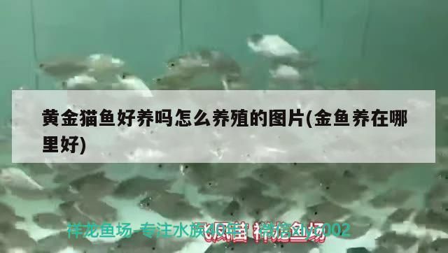 黃金貓魚好養(yǎng)嗎怎么養(yǎng)殖的圖片(金魚養(yǎng)在哪里好)
