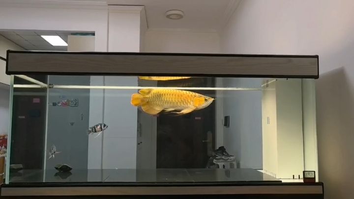 魚缸用增氧泵價格是多少:魚缸增氧機-xtrac增氧機-xtrac增氧機 入缸兩年零八個月!!! 龍魚論壇 入缸兩年零八個月!!! 入缸兩年零八個月!!! 龍魚論壇