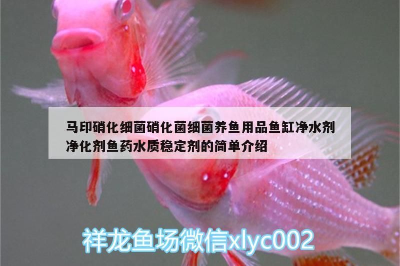 馬印硝化細菌硝化菌細菌養(yǎng)魚用品魚缸凈水劑凈化劑魚藥水質(zhì)穩(wěn)定劑的簡單介紹 馬印硝化細菌硝化菌細菌養(yǎng)魚用品魚缸凈水劑凈化劑魚藥水質(zhì)穩(wěn)定劑的簡單介紹 馬印水族