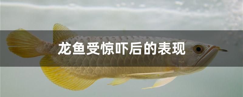 龍魚受驚嚇后的表現
