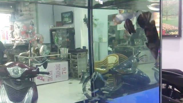 金龍會吃小虎魚嗎為什么 龍魚百科 第1張 金龍會吃小虎魚嗎為什么 金龍會吃小虎魚嗎為什么 龍魚百科 第1張