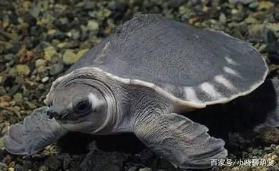 豬鼻龜長得快嗎：豬鼻龜吃什么長得快