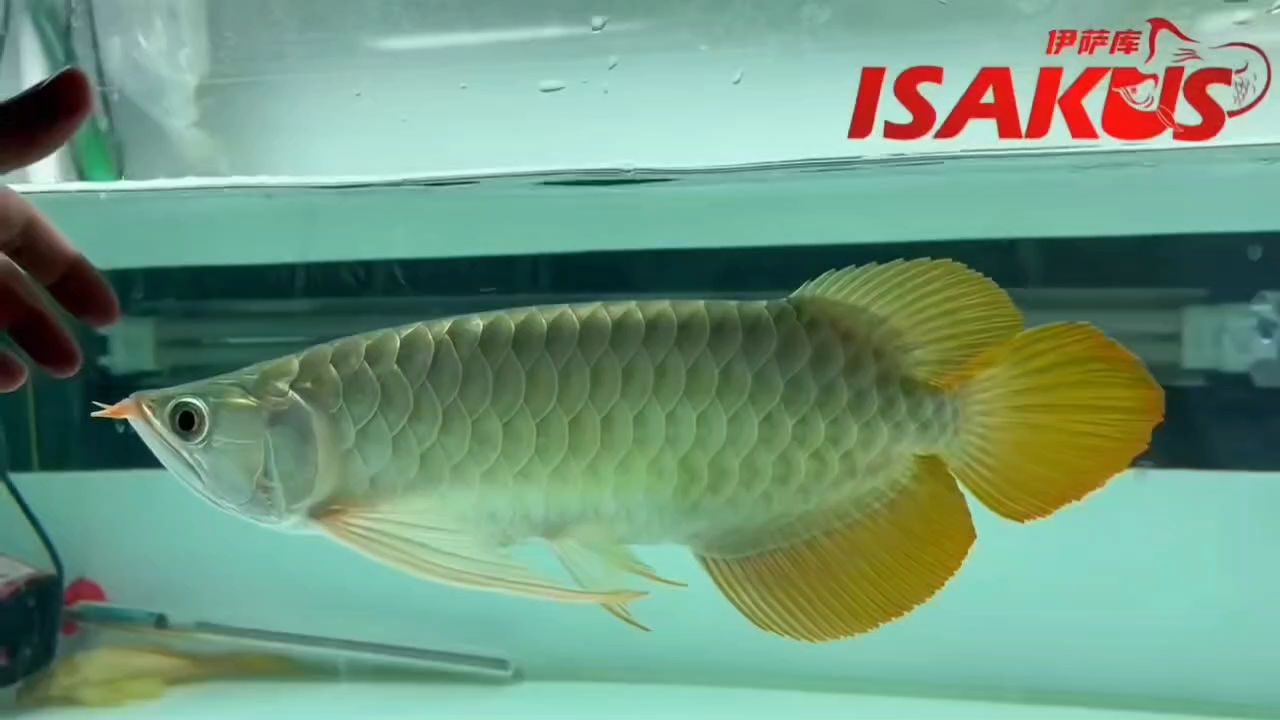 大型體，大長手表現(xiàn)