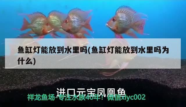 龍魚干蝦有營養嗎 魚缸燈能放到水里嗎(魚缸燈能放到水里嗎為什么) 觀賞魚百科 魚缸燈能放到水里嗎(魚缸燈能放到水里嗎為什么) 魚缸燈能放到水里嗎(魚缸燈能放到水里嗎為什么) 觀賞魚百科
