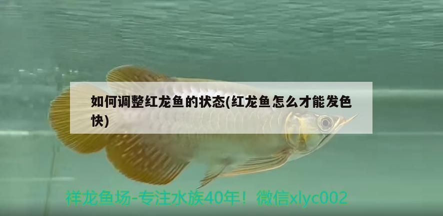 金龍魚 如何調整紅龍魚的狀態(紅龍魚怎么才能發色快) 速倍妥魚糧魚藥 如何調整紅龍魚的狀態(紅龍魚怎么才能發色快) 如何調整紅龍魚的狀態(紅龍魚怎么才能發色快) 速倍妥魚糧魚藥