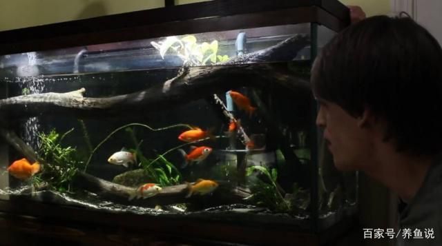 魚缸永遠不換水，如何控制魚缸藻類生長