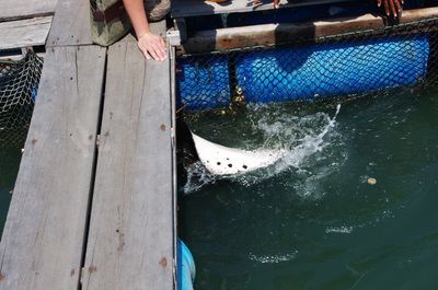 被魟魚刺到多久算安全：被魟魚刺傷后多久算安全