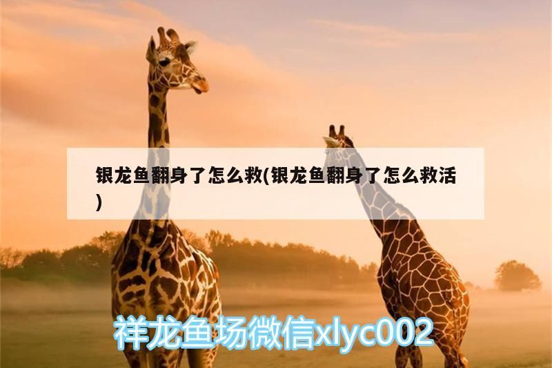 銀龍魚翻身了怎么救(銀龍魚翻身了怎么救活)