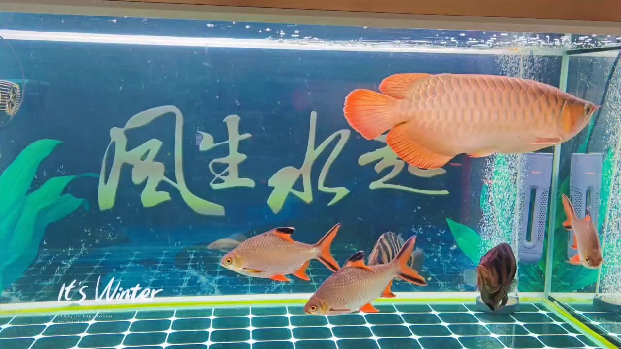 祝各位魚友<strong><mark>平安</mark></strong>喜樂，年年有魚