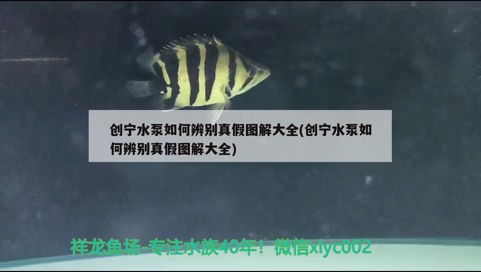 創(chuàng)寧水泵如何辨別真假圖解大全(創(chuàng)寧水泵如何辨別真假圖解大全)