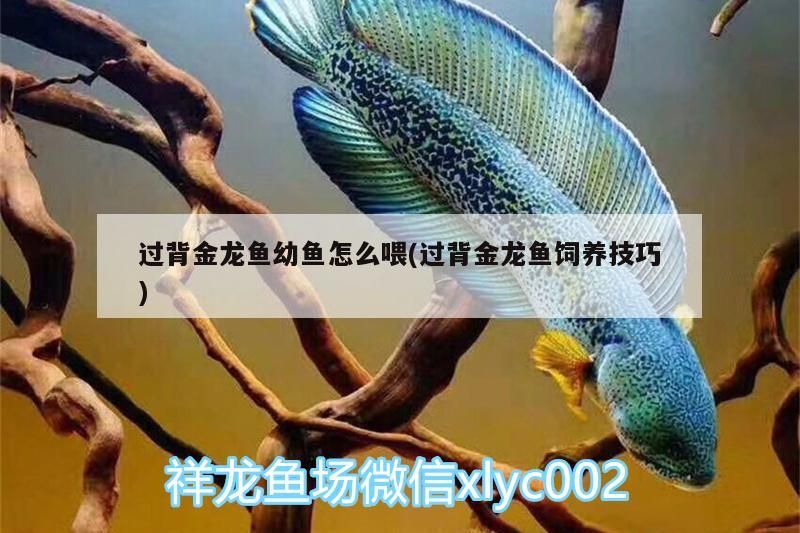過背金龍魚幼魚怎么喂(過背金龍魚飼養技巧)